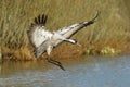 TheÃÂ Common Crane,ÃÂ Grus grus